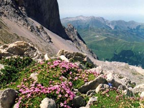 Silene acaulis
